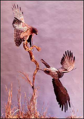 Red-Shouldered Hawks and Copperhead Snake