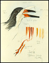 Black Skimmer in Watercolor