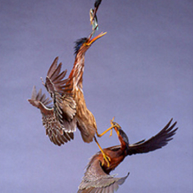 Greem Herons Click for sculpture details.