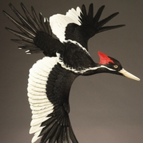 Ivory-Billed Woodpecker. Click for sculpture details.
